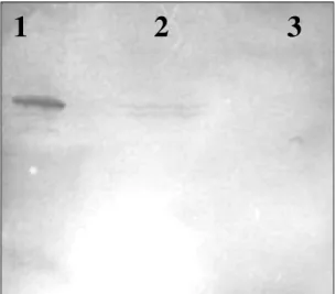 Figure 4: Western blot analysis of the total cellular proteins from G.