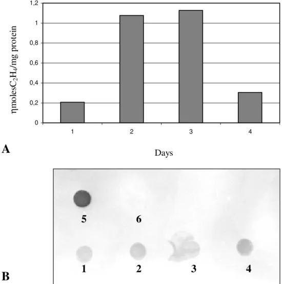 Figure 5: Evaluation of  δ -endotoxin production in the G. diazotrophicus recombinant strain under nitrogen fixing conditions
