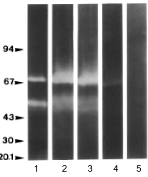 Figure 4. Effect of temperature on Brevundimonas diminuta extracellular proteolytic activities