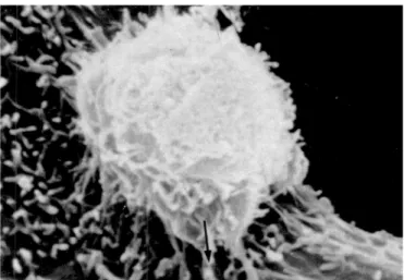 Figure 1. Scanning electron micrograph showing C. albicans (ICB-12) attached to HeLa cells
