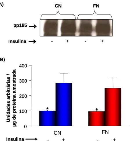 Figura  6-  Efeito  do  estímulo  insulínico  sobre  o  grau  de  fosforilação  em  tirosina  do  substrato  do  receptor  de  insulina  (pp185  -  IRS-1/IRS-2),  no  tecido  hepático  do  grupo  controle  (CN)  e  do  grupo  fluoreto  de  sódio  (FN),  qu