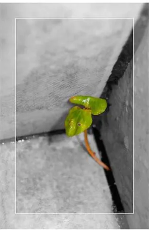 Figura 5 – imagem 5. A imagem pode ser encontrada no site: 