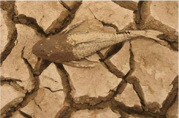 Figura 1: Peixe e terra. Imagem encontrada em: 