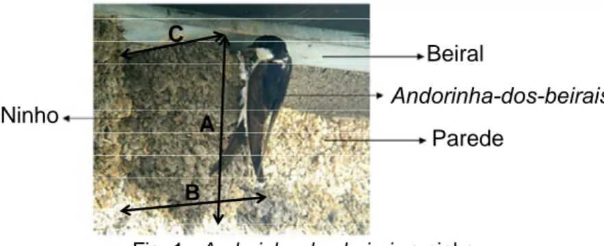 Fig. 1 - Andorinha-dos-beirais e ninho 