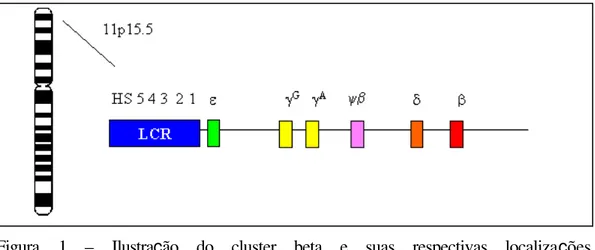 Figura 1  – Ilustração do cluster beta e suas respectivas localizações  cromossômicas (modificado do site http://globin.cse.psu.edu/) 