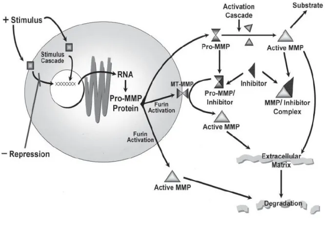 Figura 2. Esquema de regulação da expressão, secreção e ativação das metaloproteinases de matriz.