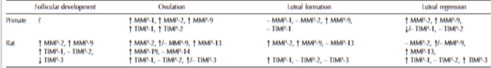 Figura 4. Resumo da expressão do Sistema MMP nas diferentes fases do ciclo menstrual em  primatas e do ciclo estral em ratas