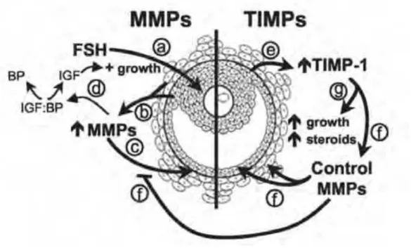 Figura 5. Ação do Sistema de MMPs durante a foliculogênese.