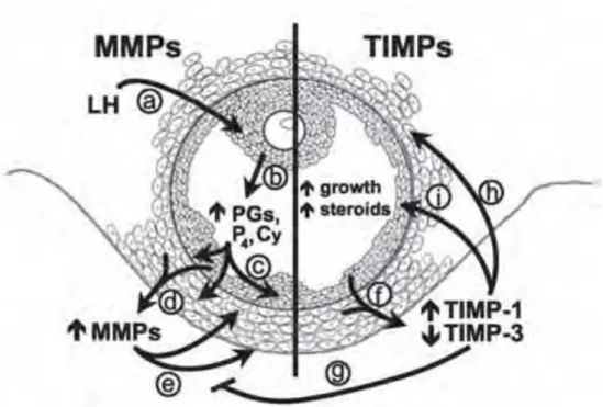 Figura 6. Ação do Sistema MMPs durante o processo ovulatório. 