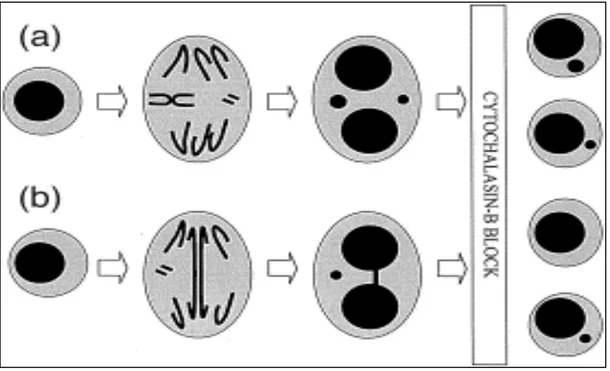 Figura 1 - Diagrama esquemático ilustrando a origem de micronúcleos a partir de um fragmento de  cromossomo  acêntrico  na  divisão  celular  (A)  e  a  origem  de  pontes  nucleoplasmáticas  a  partir  de  pontes dicêntricas em uma célula binucleadas (B) 