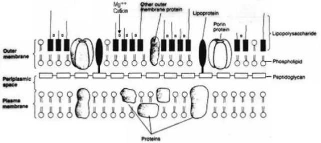 FIGURA 1 - Representação esquemática da composição da membrana celular de uma bactéria Gram- Gram-negativa (E