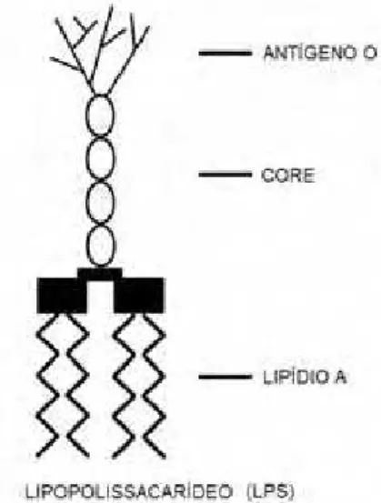 FIGURA 2 - Representação esquemática da estrutura do lipopolissacarídeo (LPS), um componente  estrutural da membrana de bactérias Gram-negativas