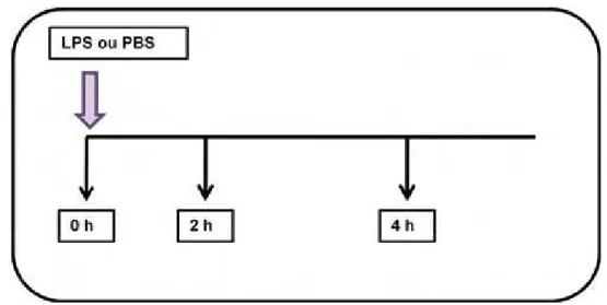 FIGURA 4 - Delineamento experimental. LPS indica o estímulo com lipopolissacarídeo nas diferentes  concentrações (1 ou 10 ng/mL) ou tampão PBS (0 ng/mL); Os momentos da colheita (0, 2 e  4 horas) de 500 µL das amostras de sangue para a avaliação da express