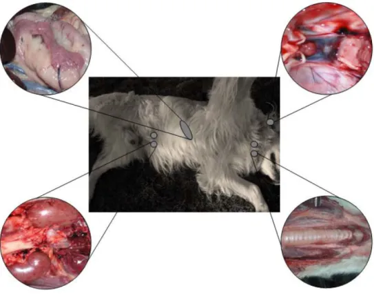 Figure 1. Schematic location of main endocrine glands. Top right figure represents pituitary gland; top left figure rep‐