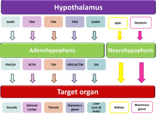 Table 1. Hormones produced by the hypothalamic-pituitary axis.