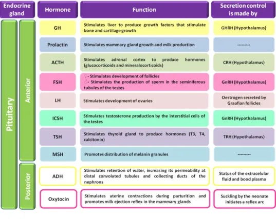 Table 2. Hormones produced by the pituitary gland and their functions.