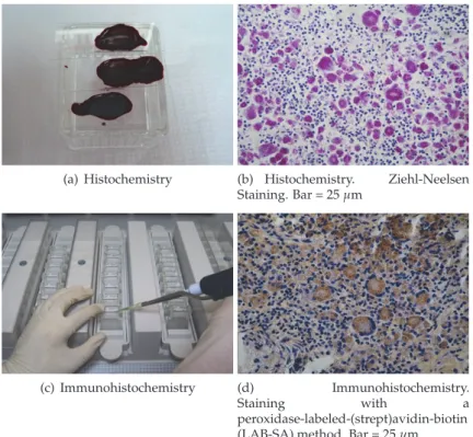 Fig. 3. Speciﬁc histological techniques