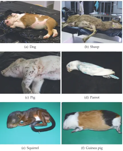 Fig. 4. Different species of animals to necropsy