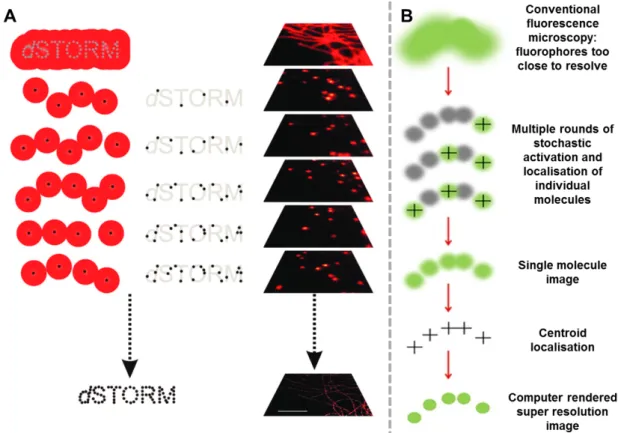 Figure 1.3: dSTORM image reconstruction mechanism, based on the stacking of multiple frames with each frame’s localisations [27, 28].
