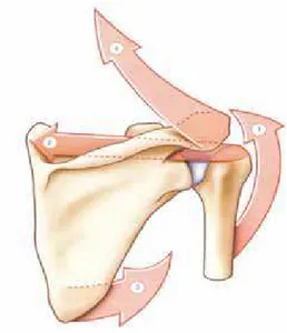 FIGURA 12  -  Vista posterior da articulação glenoumeral -  KAPANDJ, 2011.