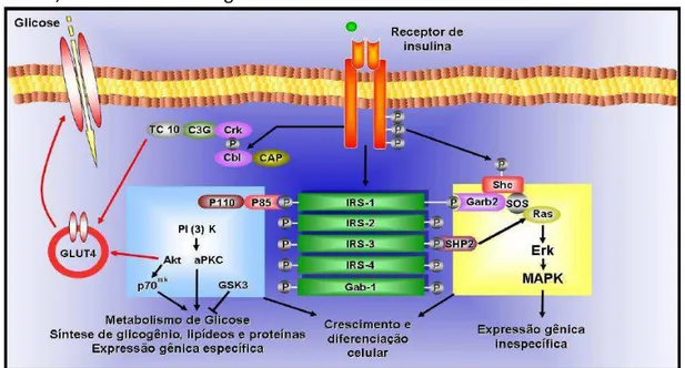 Figura 1 - As vias de sinalização insulínica. O receptor de insulina é uma tirosina quinase  que se autofosforila e catalisa a fosforilação de proteínas intracelulares como as proteínas  IRS,  Shc  e  Cbl