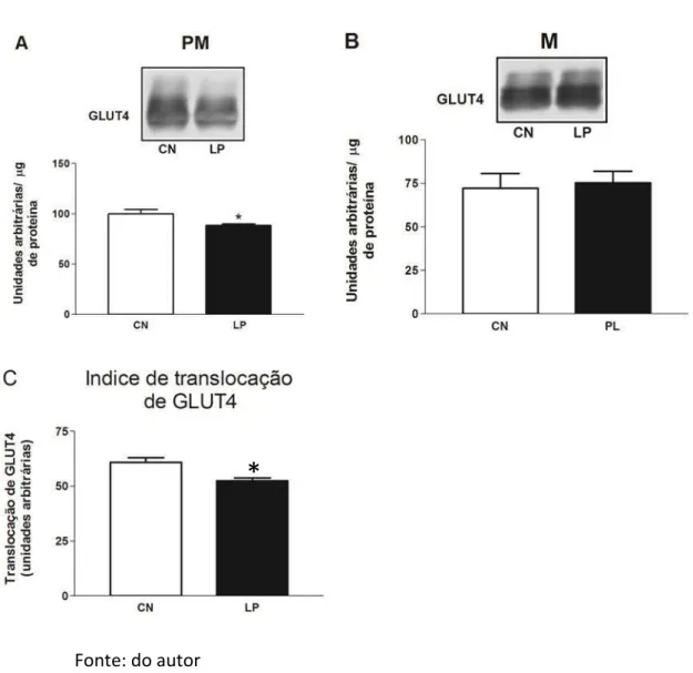 Figura 6 - Avaliação do Conteúdo de GLUT4 em músculo esquelético de ratos  controle (CN) e ratos com lesão periapical (LP)