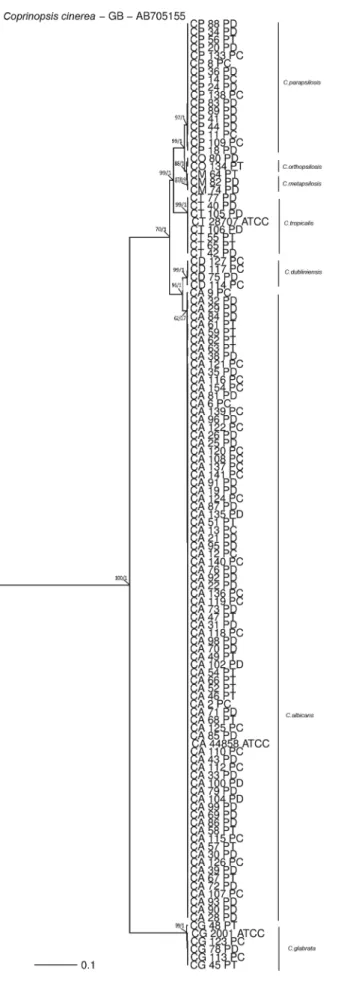 Fig. 2: Bayesian inference phylogenetic tree of seven Candida spe- spe-cies. The tree was built using concatenated sequences of the ITS and  28S genes