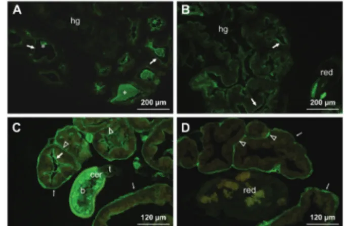 Fig. 1: lectin-fluorescein isothiocyanate labelling of the foot-mantle  tissues of uninfected (A) and eight days post infected (B, C, D) snails  Galba truncatula with larvae of Fasciola hepatica