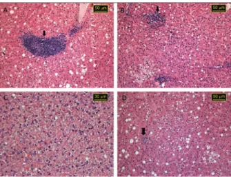 Fig. 5: liver histopathology of cynomolgus monkey after experimental  co-infection at 59 days post-inoculation with hepatitis A virus (HAV)  and parvovirus B19 stained with haematoxylin and eosin