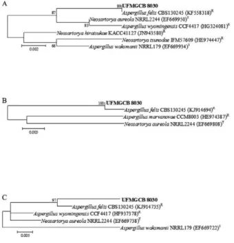 Fig. 1: phylogenetic analysis of nucleotide sequences obtained from  fungus UFMGCB 8030 (in bold) associated with rocks from the  Ata-cama Desert in comparison with type (T) and reference (R) sequences  deposited in GenBank