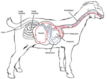 Figure 1.1. General scheme of the ruminant (goat) digestive system. ((Boundless (2016)