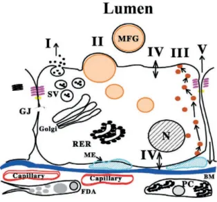 Figure 1.2. Diagram of the alveolar epithelial cell and the pathways for milk secretion