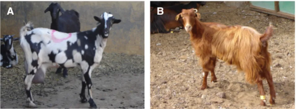 Figure 3.1. Representative female specimens of Palmera (A) and Majorera (B) goat breeds
