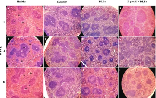 Fig. 3: micrographs of histological changes in the spleen from NIH mice at weeks 1, 4 and 8 after oral infection with 25 cysts of Toxoplasma  gondii and treatment with Dialyzable leukocyte extracts from crocodile lymphoid tissue (DLEc)