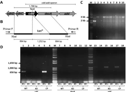 Fig. 1: genomic environment of cdd gene in Mycobacterium tuberculosis (A), regions cloned into pPR27xylE vector (B), agarose gel electrophoresis  of polymerase chain reaction (PCR) products from knockout clones (C), and mRNA expression of cdd, deoA, and ad