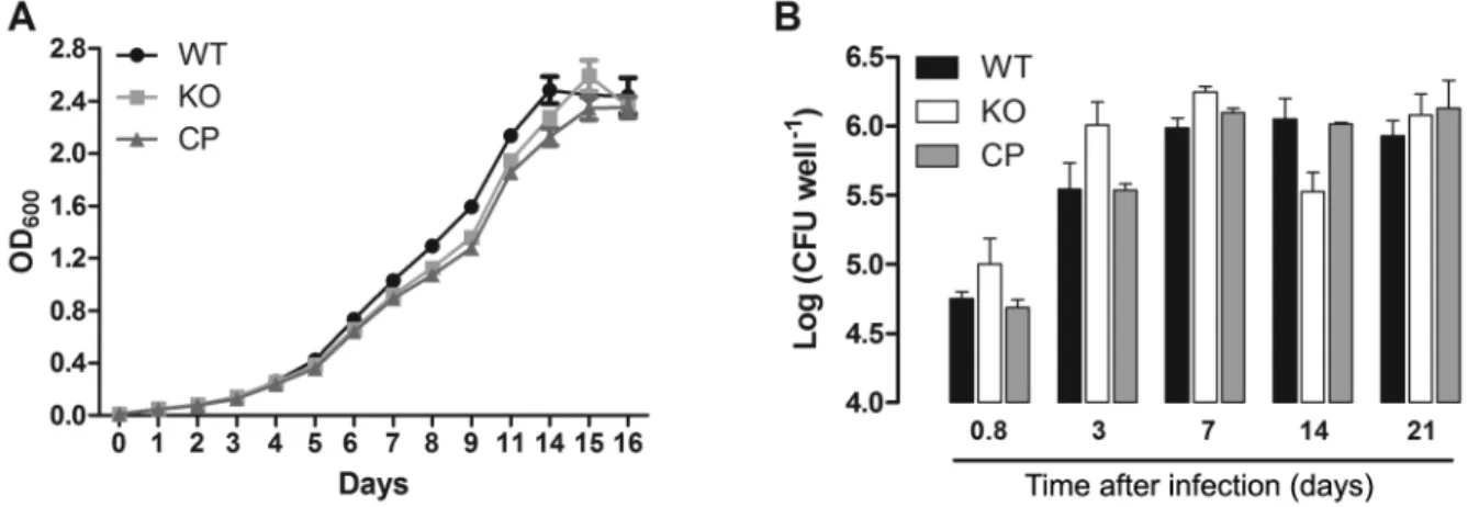 Fig. 3: growth curve (A) and macrophage infection (B) with wild-type H37Rv (WT), knockout for cdd gene (KO), and complemented (CP) Mycobacte- Mycobacte-rium tuberculosis strains