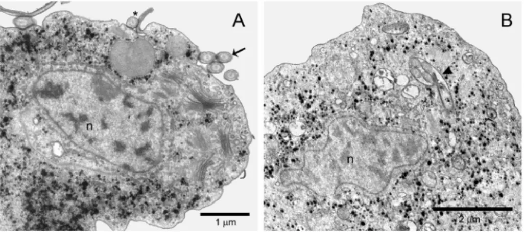 Fig. 3: transmission electron microscopy (TEM) of longitudinal thin sections of Trichomonas vaginalis