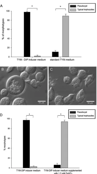 Fig. 6: phenotype reversibility of iron depletion-induced pseudocysts. 