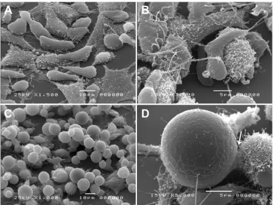 Fig. 7: Trichomonas vaginalis-HeLa cell interactions. Representative scanning electron microscopy (SEM) images of the morphology of tro- tro-phozoites (A-B) or iron-depletion induced pseudocysts (C-D) during interaction with the HeLa cell monolayer