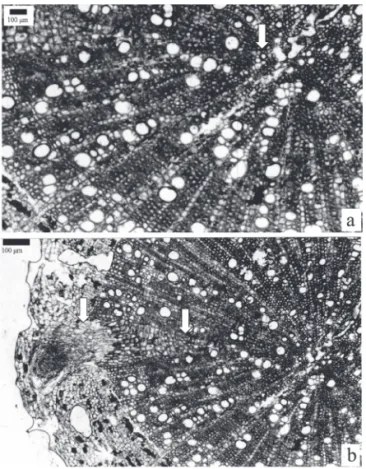 Figure 1. a. Main trunk of Casearia sylvestris Swartz (Salicaceae)  with primary root (arrow)