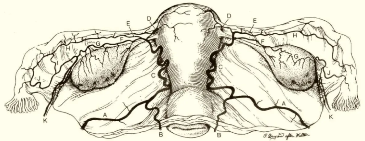 Figura 2 − Desenho esquemático dos ramos das artérias uterina e  ovariana (Adaptado de Te Linde et al, 1988) 122   