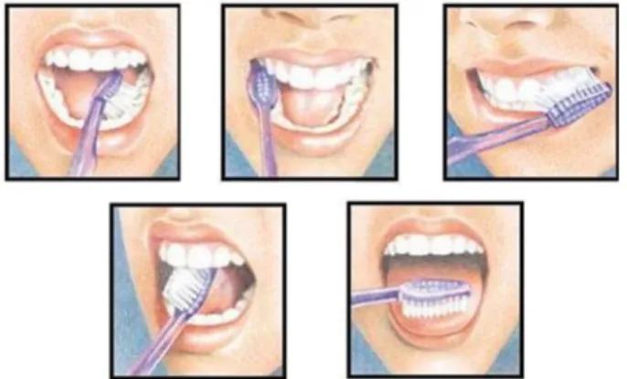 Figura 4Etapas escovagem dos dentes, (Amaro, J., 2013)
