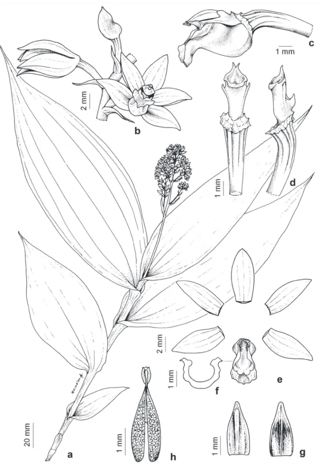 Figure 1.  Tropidia polystachya . a. General aspect. b. Detail of the flower. c. Column and lip (lateral view)