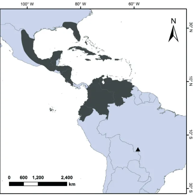 Figure 3. Distribution map of  Tropidia polystachya  including the new record for Brazil.