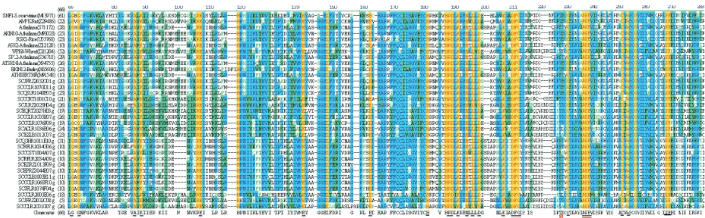 Figure 1 - Alignment of the N-terminal catalytic and T-loop domains of sugarcane EST-contigs encoding putative SnRKs, SNF1, AMPK and other SnRKs