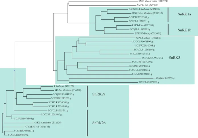 Figure 2 - Phylogenetic relationships between members of the SNF1 family of protein kinases