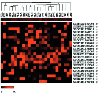 Figure 3 - Expression patterns of putative sugarcane SnRKs in distinct cDNA libraries