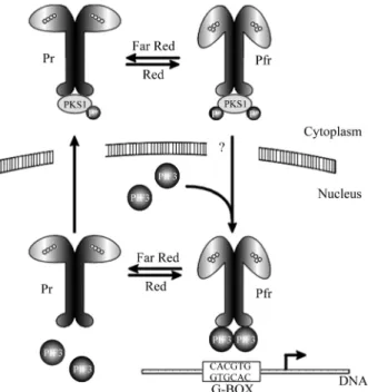 Figure 1 - The scheme (modified from Smith, 1999) is based on the data from Quail’s and Chory’s groups on PIF3 and PKS1