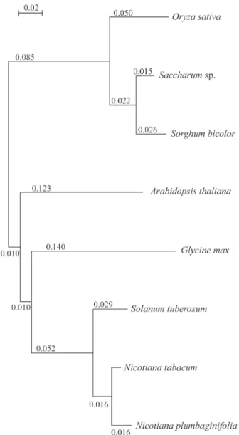 Figure 2 - Partial phylogenetic comparisons between the PHYB sequence from Saccharum sp and complete PHYB sequences available for other plants.