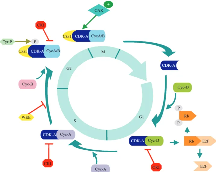 Figure 1 - Schematic representation of cell cycle control in plants. Progression through the mitotic cycle involves the successive formation, activation and subsequent inactivation of cyclin-dependent protein kinases (CDKs)